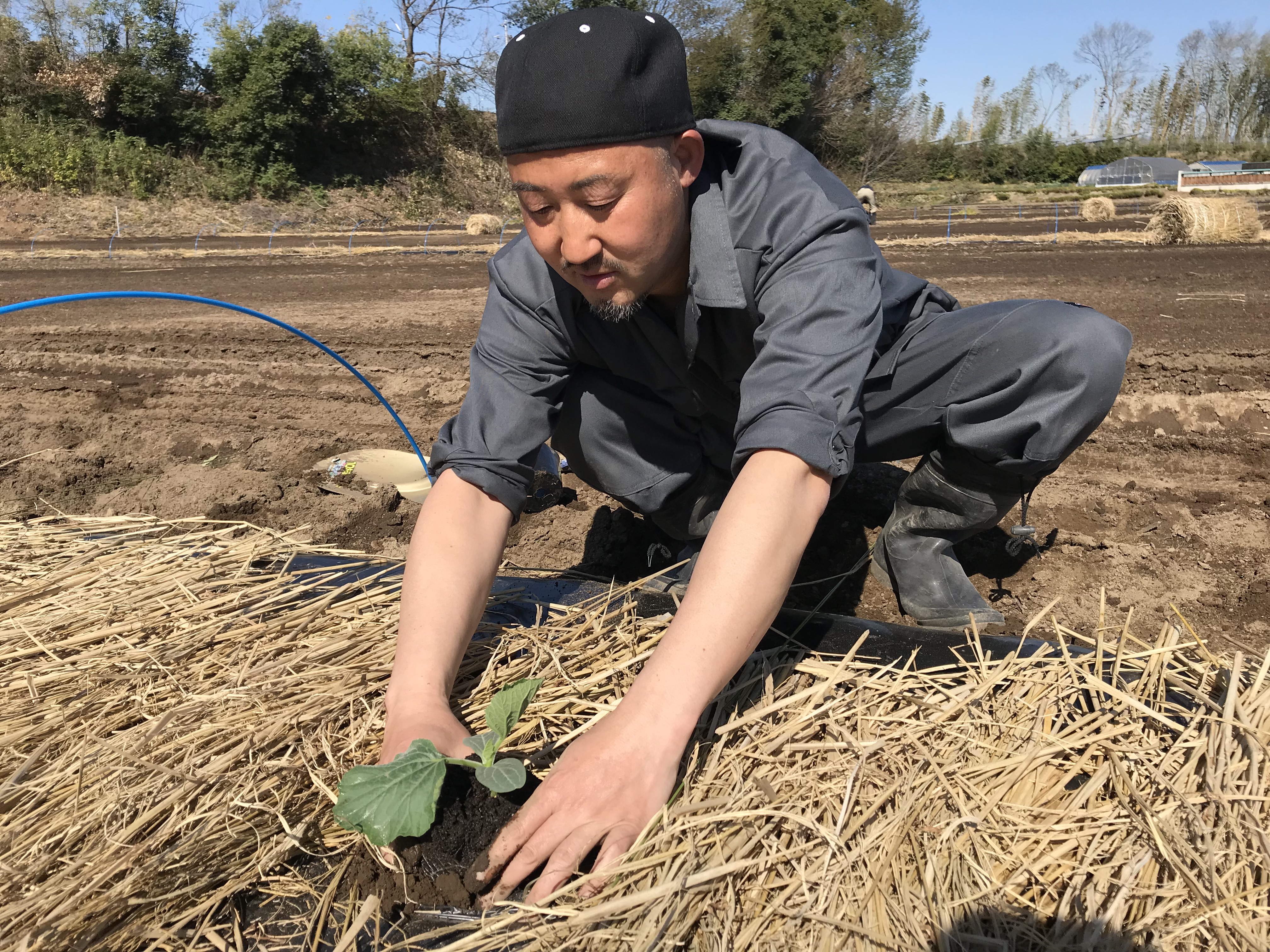 ゆっけ773苗みょうが苗 1000本無農薬山栽培 ゆっけ773様専用苗みょうが