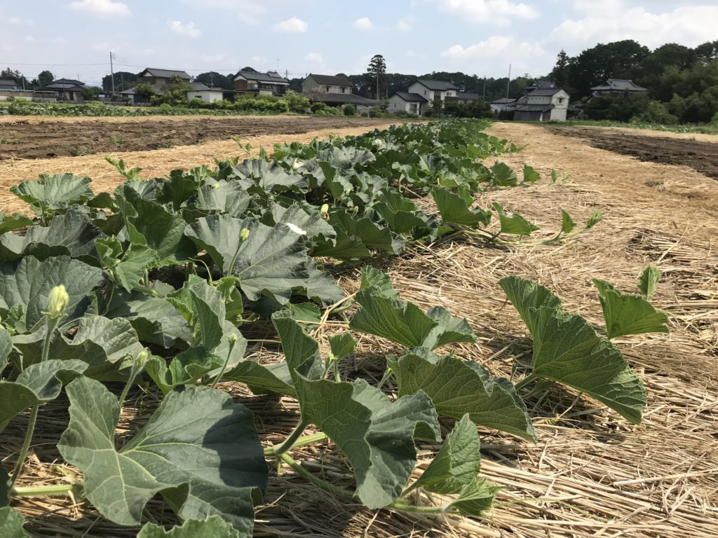 kanpyo_growing_record_20190601