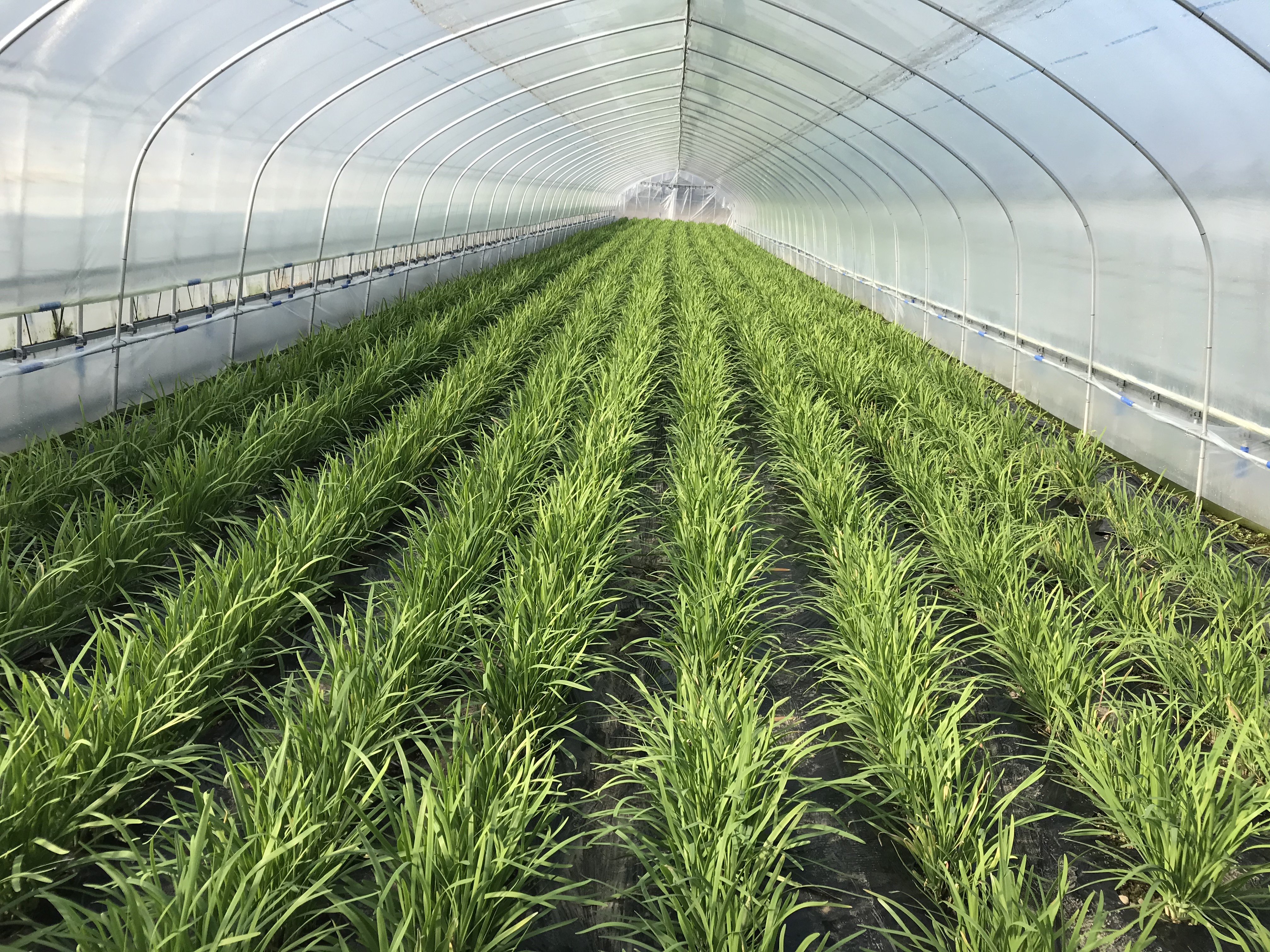 ニラい IMG_3993.jpg