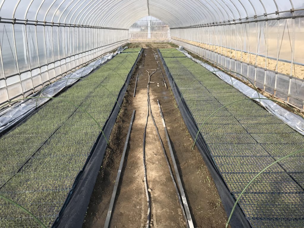 nira_growing_record_20200322-1